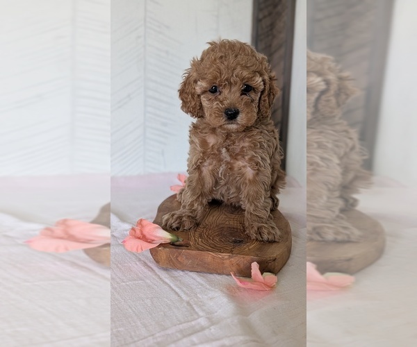 Medium Photo #13 Cavapoo (Miniature) Puppy For Sale in GOSHEN, IN, USA