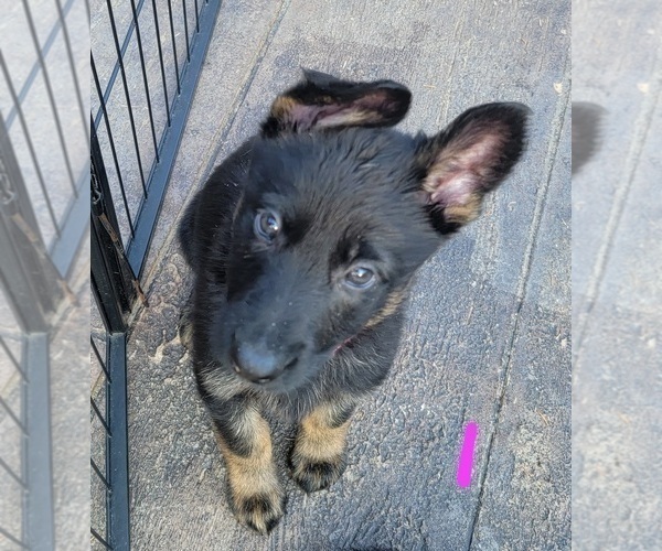 Medium Photo #9 German Shepherd Dog Puppy For Sale in RICE LAKE, WI, USA
