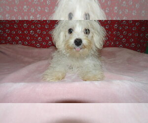 Maltese Puppy for sale in PATERSON, NJ, USA