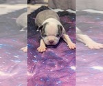 Puppy Puppy 2 Boston Terrier