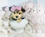 Small #23 Yorkshire Terrier