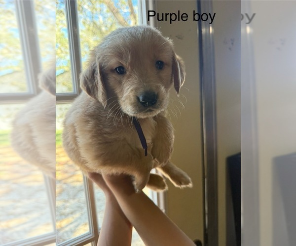 Medium Photo #11 Golden Retriever Puppy For Sale in WEEKI WACHEE, FL, USA