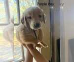 Litter of 6 - Male(s) and Female(s) Golden RetrieverLitter of Puppies for Sale - Photo #11