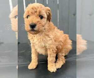 Medium Goldendoodle mix (+ Poodle Miniature)