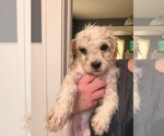Small #3 Poodle (Miniature) Mix