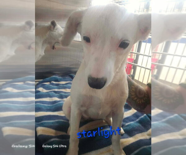 Medium Photo #1 Chihuahua-Unknown Mix Puppy For Sale in Foristell, MO, USA