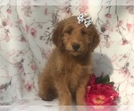 Small Photo #7 Goldendoodle-Poodle (Miniature) Mix Puppy For Sale in LAKELAND, FL, USA