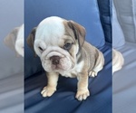 Small #14 English Bulldog