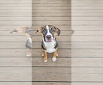 Small Photo #2 Pug-Unknown Mix Puppy For Sale in Walnutport, PA, USA