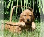 Image preview for Ad Listing. Nickname: Chloe