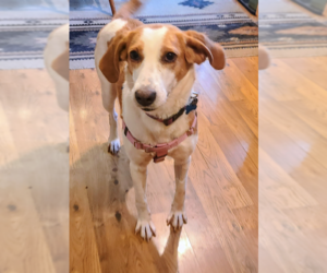 American Foxhound-Unknown Mix Dogs for adoption in Plainfield, IL, USA