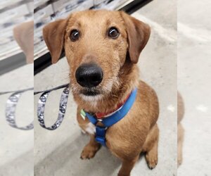 Irish Terrier-Unknown Mix Dogs for adoption in Fairfax, VA, USA