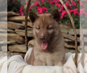 Siberian Husky Puppy for sale in SPRING GROVE, PA, USA