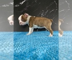 Small #8 Boston Terrier