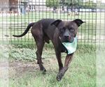 Small American Staffordshire Terrier Mix
