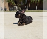 Small #6 French Bulldog
