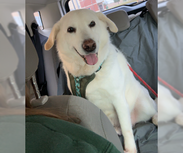 Medium Photo #1 Mutt Puppy For Sale in Denton, TX, USA