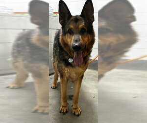 German Shepherd Dog Dogs for adoption in Forestville, MD, USA