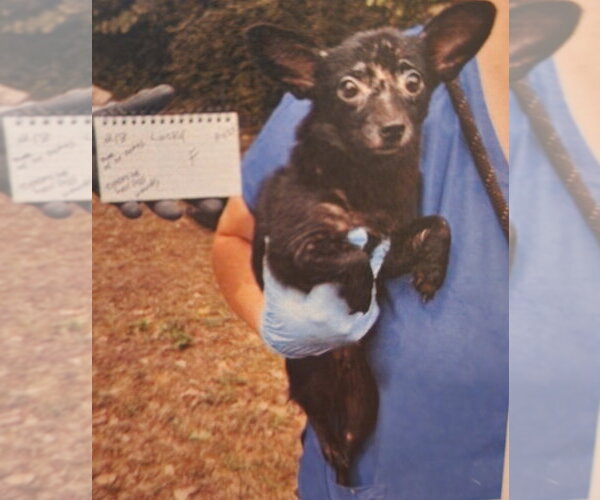 Medium Photo #2 Chiweenie Puppy For Sale in Great Bend, KS, USA