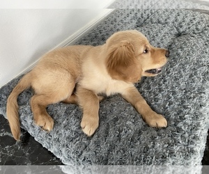 Golden Retriever Puppy for sale in CLEARWATER, FL, USA
