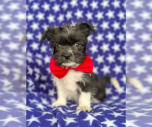 Pomerat-Shih Tzu Mix Puppy for sale in LEOLA, PA, USA