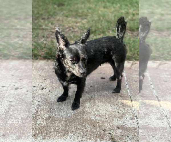 Medium Photo #5 Chion Puppy For Sale in Princeton, MN, USA