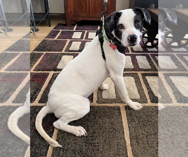 Medium Photo #8 Mutt Puppy For Sale in Mundelein, IL, USA