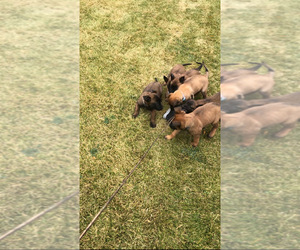 Belgian Malinois Puppy for sale in KALISPELL, MT, USA