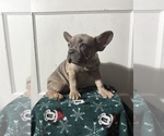 Small Photo #23 French Bulldog Puppy For Sale in RIVERSIDE, NJ, USA