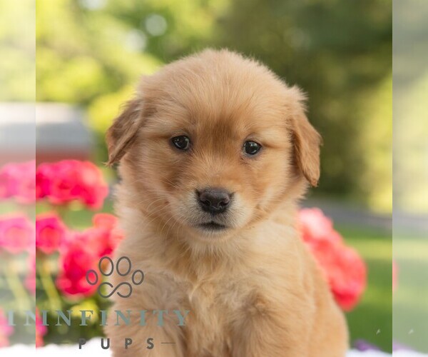 Medium Photo #1 Golden Retriever Puppy For Sale in NEWPORT, PA, USA