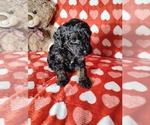 Small #1 Cockapoo (Miniature)