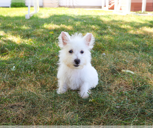 Medium Photo #9 West Highland White Terrier Puppy For Sale in SYRACUSE, IN, USA