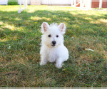 Small #8 West Highland White Terrier