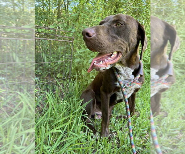 Medium Photo #3 Pointer-Unknown Mix Puppy For Sale in New York, NY, USA