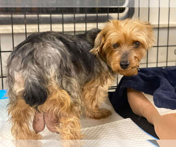 Medium Photo #1 Mutt Puppy For Sale in Lewistown, PA, USA