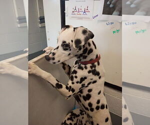 Medium Dalmatian