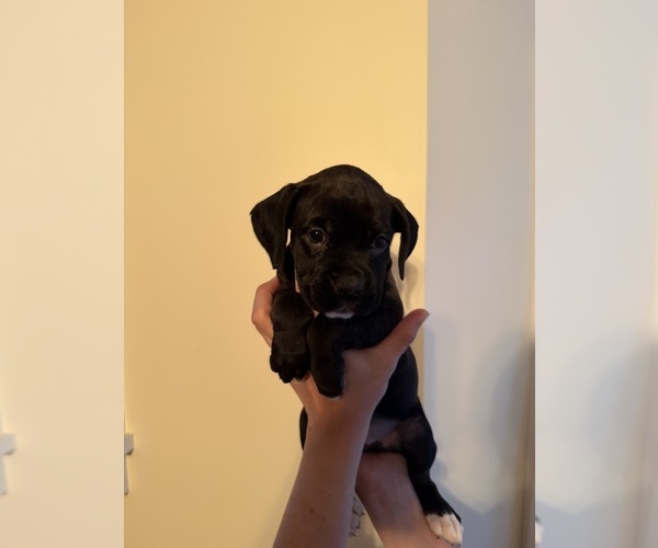 Medium Photo #4 Boxer Puppy For Sale in MILFORD, NH, USA