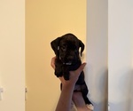 Puppy Puppy 3 Boxer