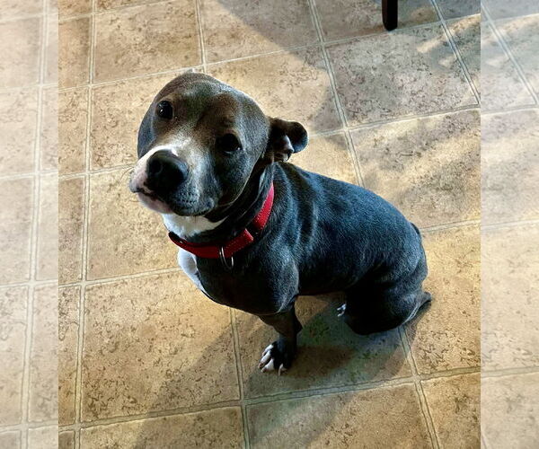 Medium Photo #22 Mutt Puppy For Sale in Mount Laurel, NJ, USA