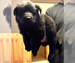 German Shepherd Dog Puppy for sale in CORNELL, MI, USA