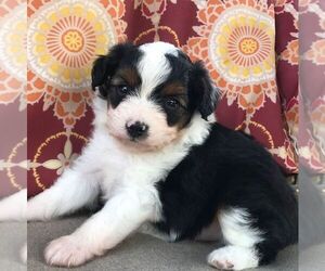 Australian Shepherd-Poodle (Toy) Mix Puppy for sale in DREXEL, MO, USA
