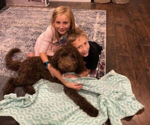 Goldendoodle Puppy for sale in IDAHO FALLS, ID, USA