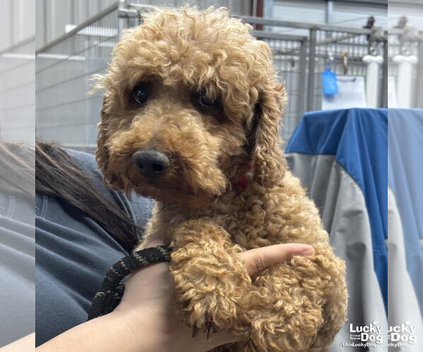 Medium Photo #2 Mutt Puppy For Sale in Washington, DC, USA