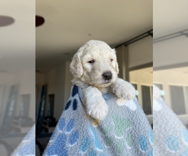 Medium Photo #39 Goldendoodle Puppy For Sale in TUCSON, AZ, USA