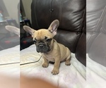 Small Photo #21 French Bulldog Puppy For Sale in CHESAPEAKE, VA, USA