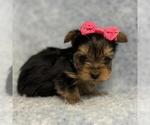 Small #4 Yorkshire Terrier