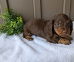 Puppy Hunter Dachshund