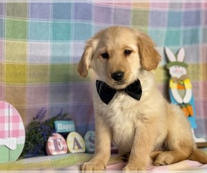 Golden Retriever Puppy for sale in LANCASTER, PA, USA