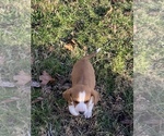 Small Photo #13 Basset Hound-Mountain Cur Mix Puppy For Sale in HARTSHORN, MO, USA
