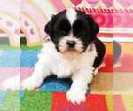 Small Photo #4 Shih Tzu Puppy For Sale in BERRYVILLE, VA, USA